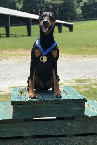 Louie is back at his best competing in agility!