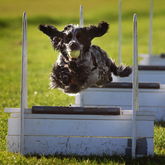 What is flyball for dogs? All your flyball questions answered