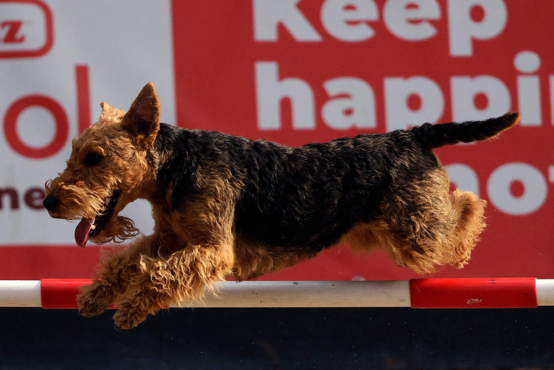 What is dog agility + how do I get started? Canine agility 101