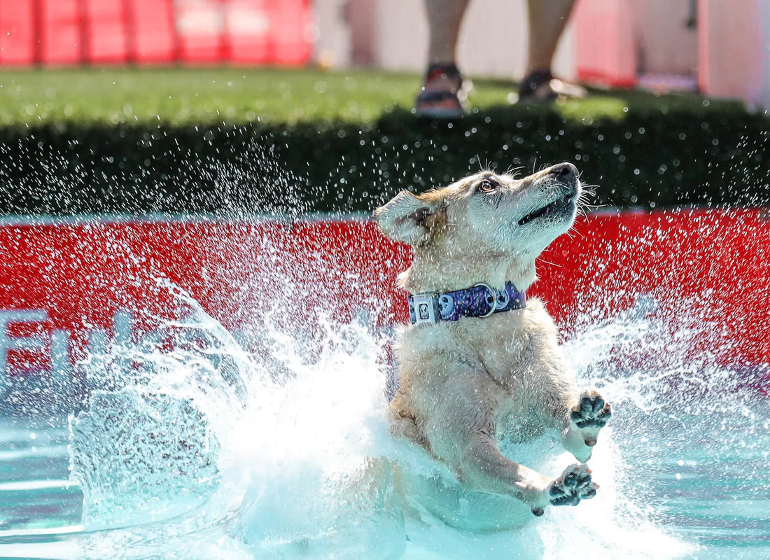 Make a splash! All you need to know about Dock Diving for dogs