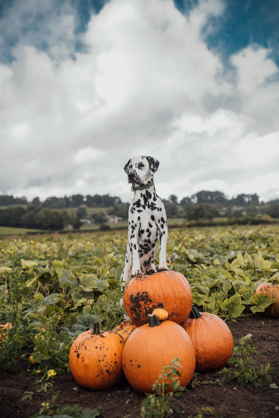 Keep your dog safe this fall - 7 Autumn safety tips