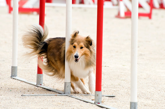 Fast + Fun - The Canine Sports 101!